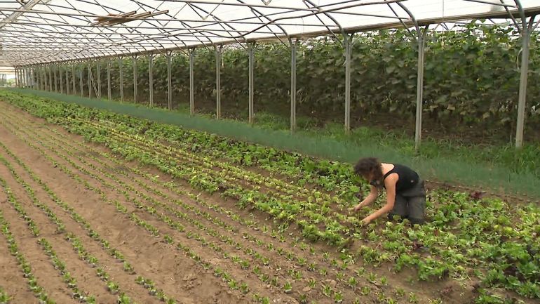 Des fruits et légumes moins nombreux et plus chers d'ici l'automne ? Après avoir impacté les cultures, la sécheresse impactera votre portefeuille