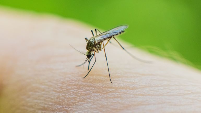 Un premier cas de fièvre du Nil occidental confirmé chez un animal en Belgique