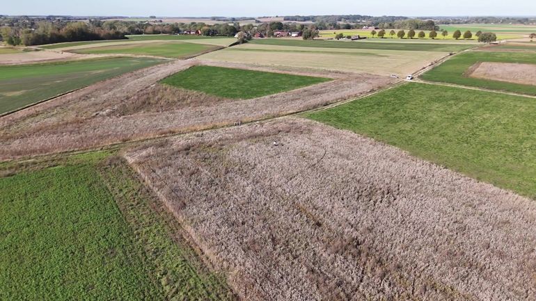 En Wallonie, des agriculteurs laissent leurs céréales sur pied pour nourrir les oiseaux en hiver