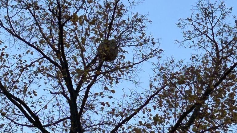 Que faire si vous découvrez un nid de frelons asiatiques dans un arbre dénudé ?
