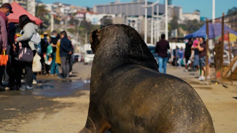 Les mammifères face à l’activité humaine : défis de survie inédits