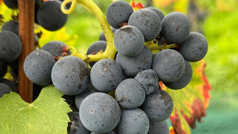 Et si, pour découvrir la Belgique autrement, on suivait les rangs de vigne ?