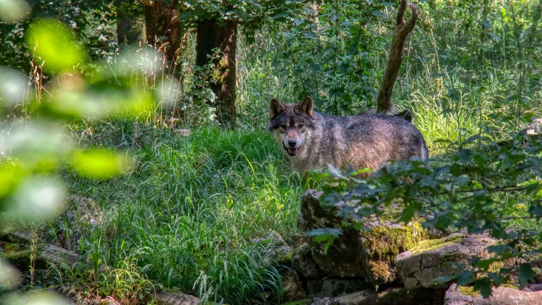 Houffalize : une carcasse de cerf utilisée pour attirer le loup