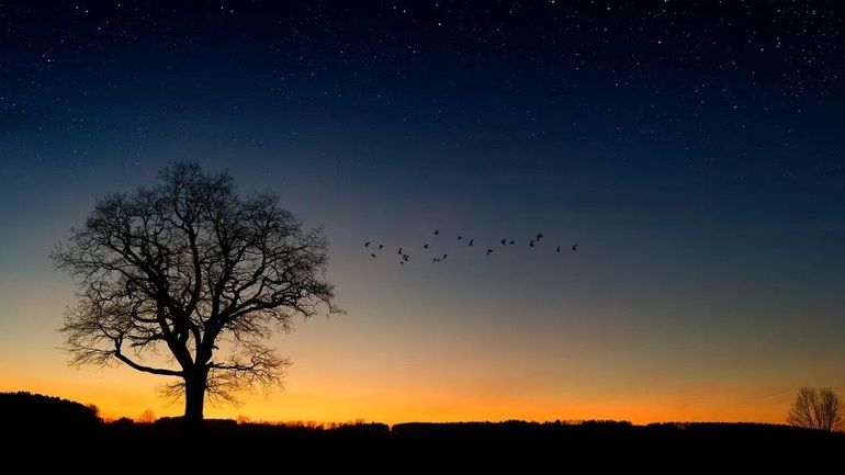 Pollution lumineuse : Natagora alerte sur l’impact de l’éclairage nocturne sur la faune, la flore et la santé des citoyens Pollution lumineuse : Natagora alerte sur l’impact de l’éclairage nocturne sur la faune, la flore et la santé des citoyens