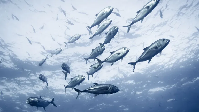 Quel est le rôle joué par les poissons dans ce processus ?