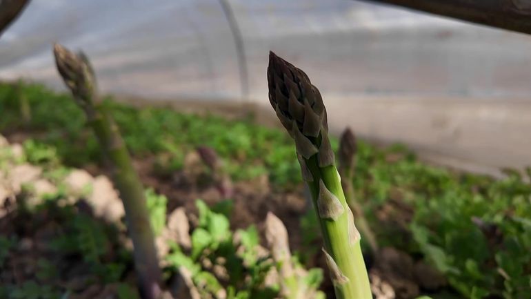 Asperges, fraises, cerises : où en est la saison agricole chez nous ?