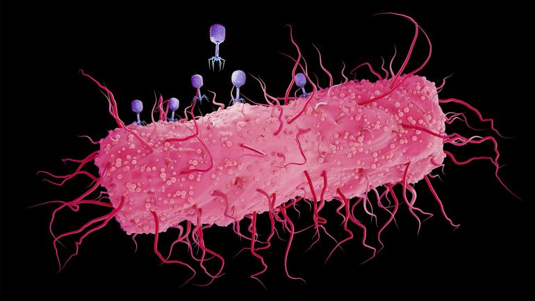 Les bactériophages : une solution pour vaincre l’antibiorésistance ?