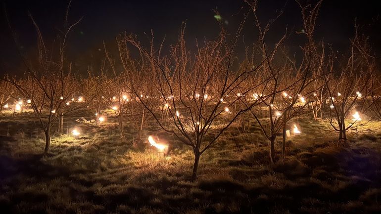 Des bougies pour casser le froid et sauver les arbres fruitiers du gel, un spectacle nocturne fascinant