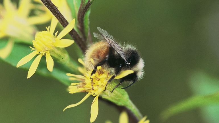 Les bourdons de nos jardins, petites bestioles grands enjeux pour notre écosystème
