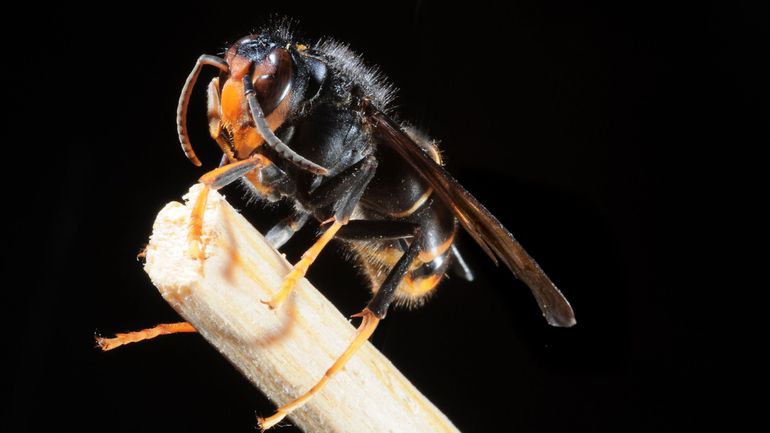 La Wallonie part en guerre contre le frelon asiatique : voici sa stratégie