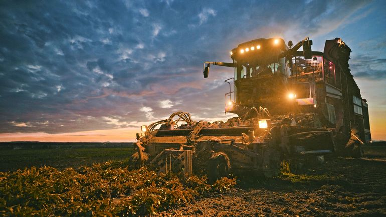 Baisse des prix, rude concurrence internationale : nos betteraviers inquiets, le sucre belge est-il menacé ? Baisse des prix, rude concurrence internationale : nos betteraviers inquiets, le sucre belge est-il menacé ?