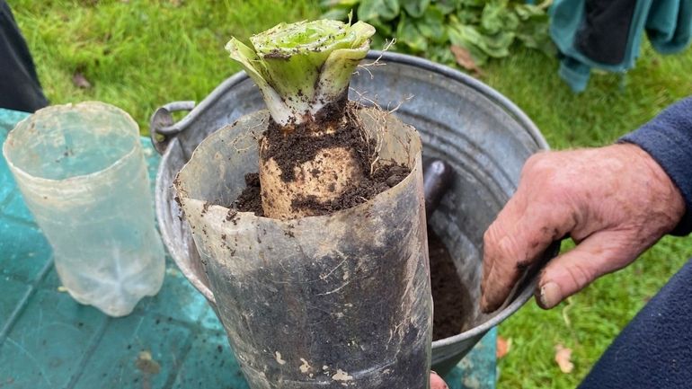 Comment "forcer" les chicons à la maison : la méthode pas à pas