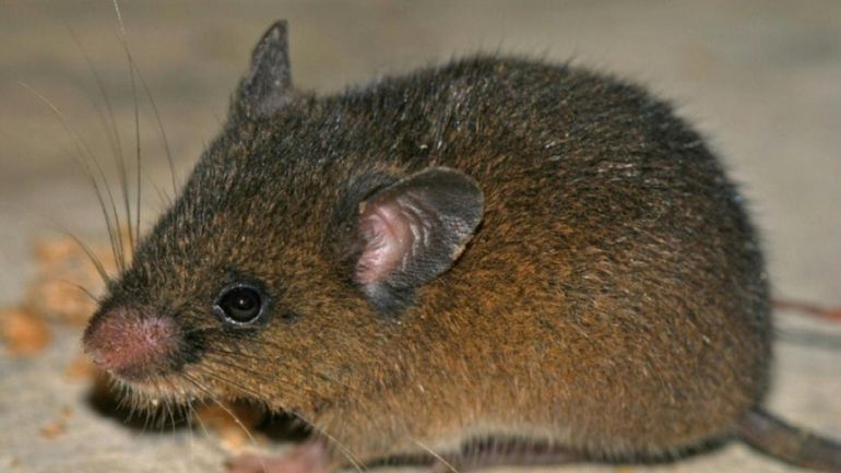Amérique du Sud : une nouvelle espèce de petit rongeur a été découverte dans les Andes péruviennes