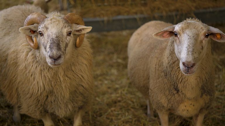 Help Animals : un nouveau refuge pour les animaux de ferme
