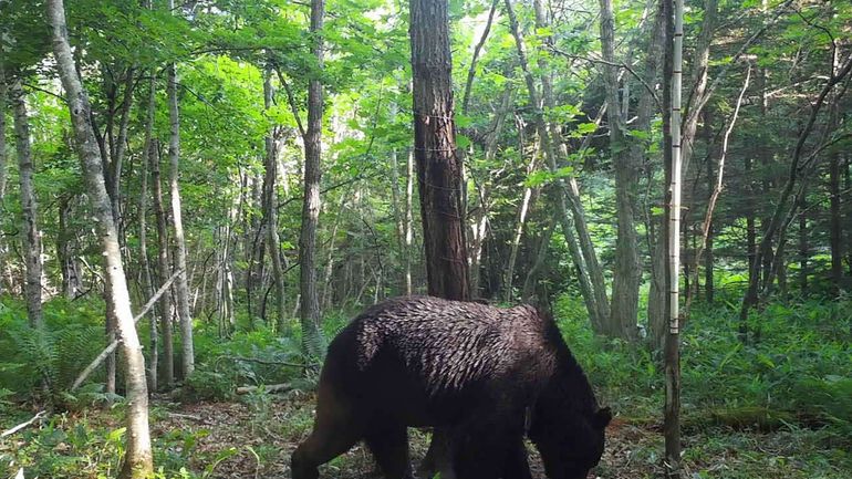 Face à une recrudescence des attaques d'ours, le Japon installe plus de 800 caméras dans les montagnes du Nord