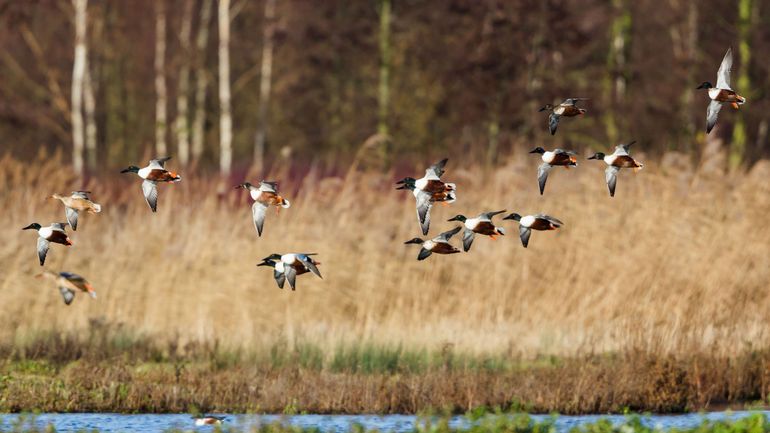 Débat : relâcher pour tirer… c’est une chasse honorable ? Débat : relâcher pour tirer… c’est une chasse honorable ?