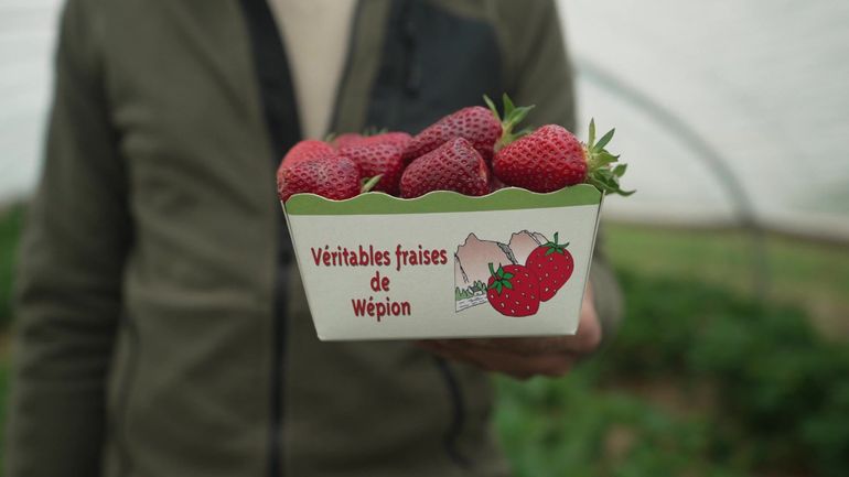 "Dans 5 ans, si ça tombe, on ne parlera plus de la fraise de Wépion": notre investigation au coeur de la filière de la fraise belge