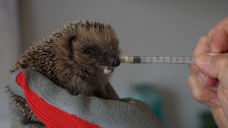 Le CREAVES de Namur devient le premier hôpital pour la faune sauvage en Wallonie