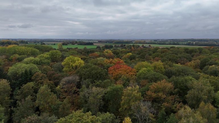 Les forêts belges face au défi climatique : entre adaptation et préservation