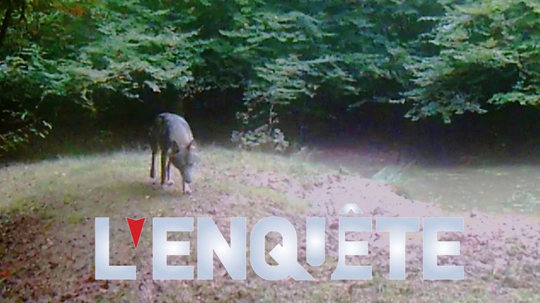 "Il serait plus facile de les tuer" : les loups de la forêt d’Anlier éveillent des craintes et l’hostilité, nous faisons le point sur leur danger pour #L’Enquête