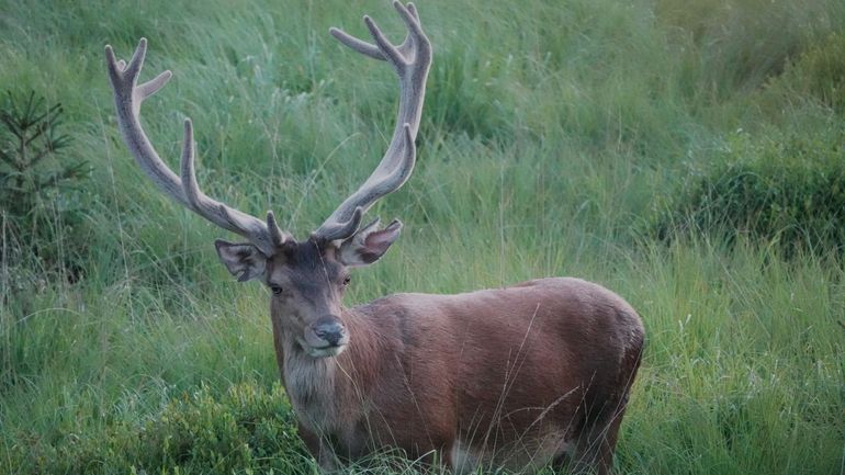Au milieu de l'été, le grand déshabillage des cerfs : le velours laisse la place à une nouvelle parure