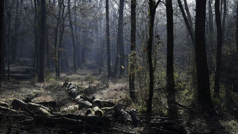 La Wallonie dégage 14 millions d’euros pour accroître la résilience de ses forêts La Wallonie dégage 14 millions d’euros pour accroître la résilience de ses forêts