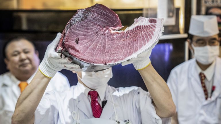 Thon rouge : que reste-t-il de cet "or des océans" dans nos assiettes en 2026 ?