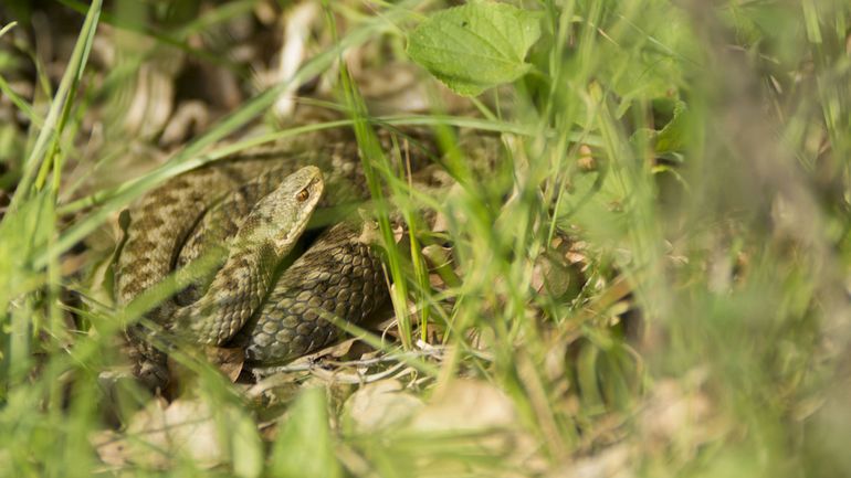 La photo extraordinaire : mal aimé, je suis le mal aimé !