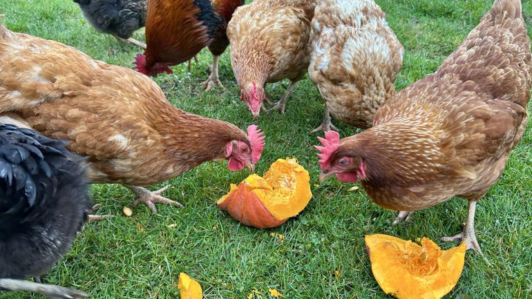 Comment nourrir les poules en hiver ?