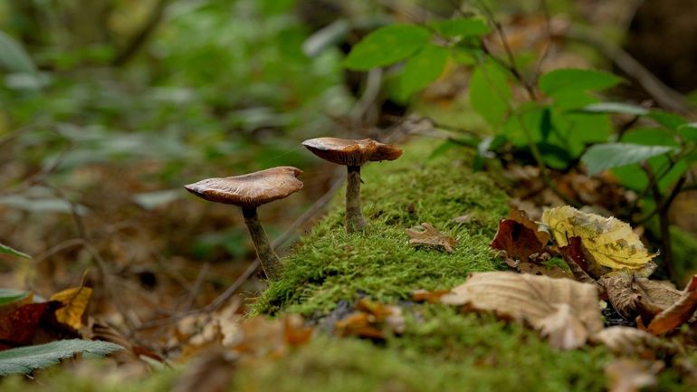 Le bois mort : une source de vie pour nos forêts Le bois mort : une source de vie pour nos forêts