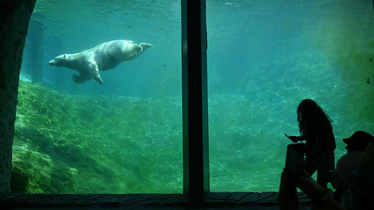 Subside wallon de 11,5 millions d’euros à Pairi Daiza : "Il ne s’agit absolument pas d’un cadeau", défend Pierre-Yves Jeholet