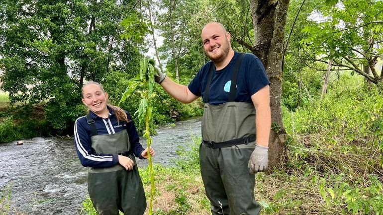 Protection de la biodiversité Wallonne : lutter contre la balsamine de l'Himalaya