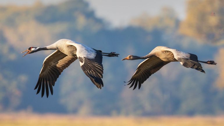 Migration des oiseaux : pourquoi le grand départ est en retard cette année ?