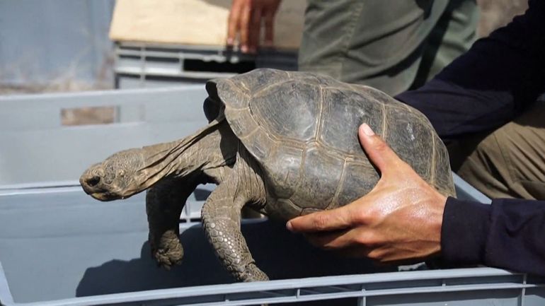 Des scientifiques réintroduisent au Galapagos plus de 150 tortues géantes disparues depuis plus d'un siècle