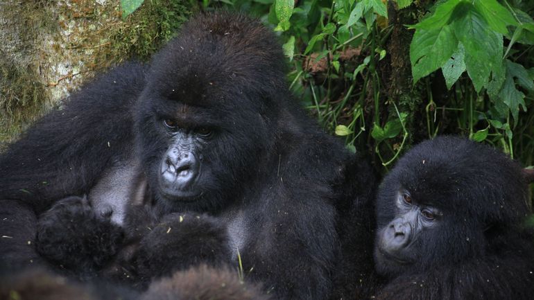 Parc des Virunga : naissance rare de jumeaux gorilles