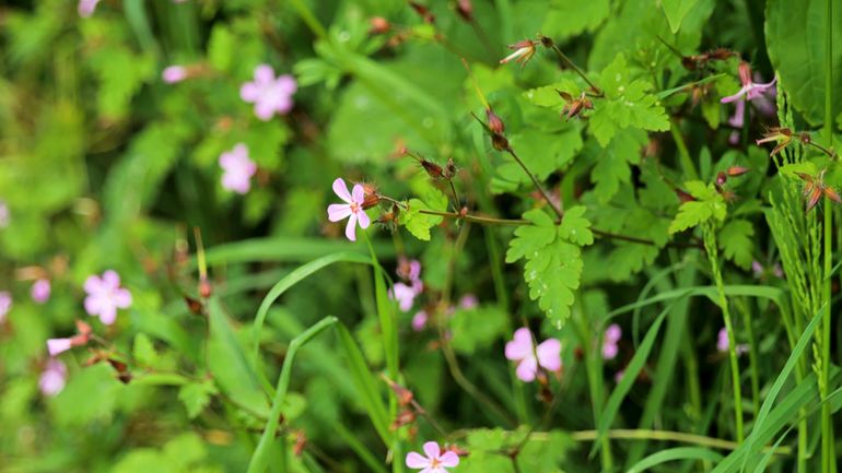 Connaissez-vous les plantes bio-indicatrices de votre jardin ?