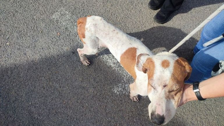 Ruben, un chien saisi rendu à son propriétaire contre l’avis de la société royale de protection des animaux Ruben, un chien saisi rendu à son propriétaire contre l’avis de la société royale de protection des animaux