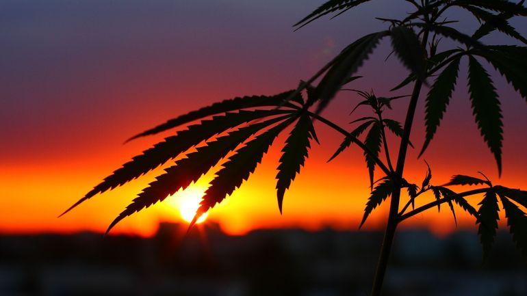 USA, Canada, Thaïlande : le cannabis venu de l’étranger inonde la Belgique