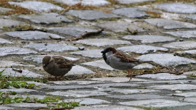 Situation contrastée pour les oiseaux nicheurs à Bruxelles Situation contrastée pour les oiseaux nicheurs à Bruxelles