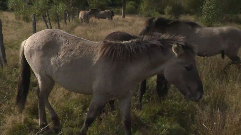 Des chevaux venus du passé pour protéger la nature ardennaise