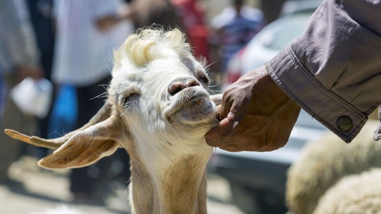 La Fête du Sacrifice, fête la plus importante de l'islam, sera célébrée le 27 mai