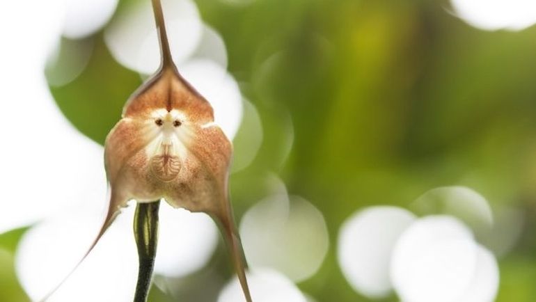 Stars d’Internet, les orchidées à visage de singe sont au bord de l’extinction