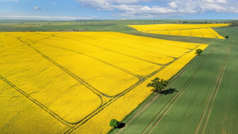 Faut-il partager ou épargner les terres ? Pourquoi le dilemme agriculture-biodiversité est dépassé