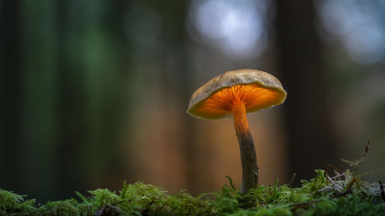 Le secret pour des plantes en bonne santé : les mycorhizes !
