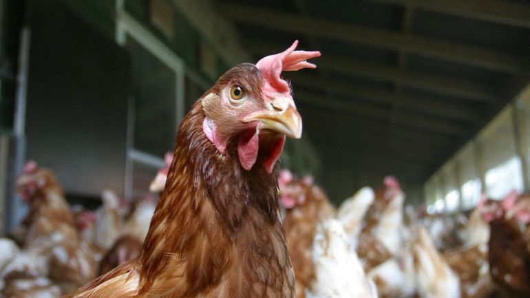 Grippe aviaire : un abattage massif ordonné en Allemagne pour contenir la propagation de la maladie Grippe aviaire : un abattage massif ordonné en Allemagne pour contenir la propagation de la maladie