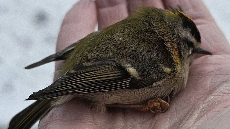 Hiver : comment aider les oiseaux en détresse?