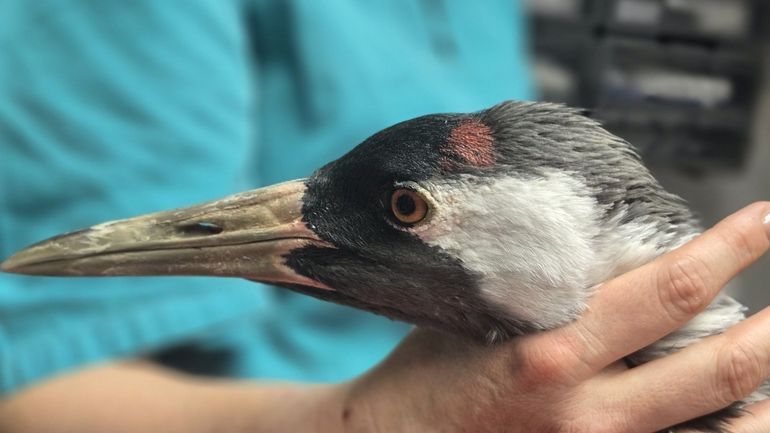 La migration des grues cendrées endeuillée par la grippe aviaire chez nous et chez nos voisins