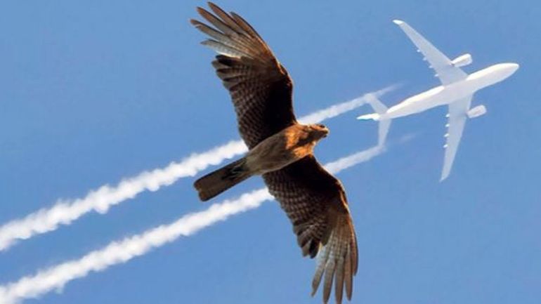 Gagnez vos entrées pour "Flight" à l'Institut des Sciences naturelles