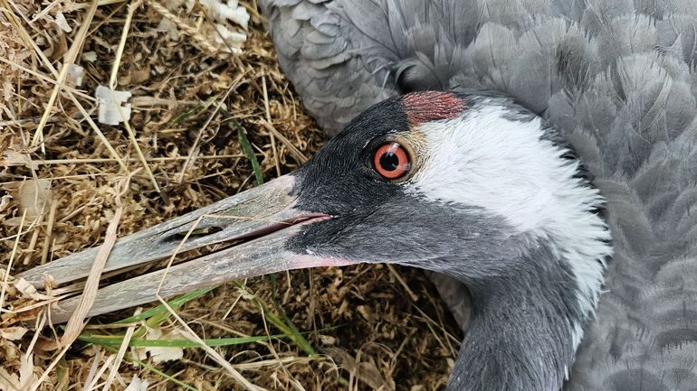 La migration des grues cendrées endeuillée par la grippe aviaire chez nous et chez nos voisins