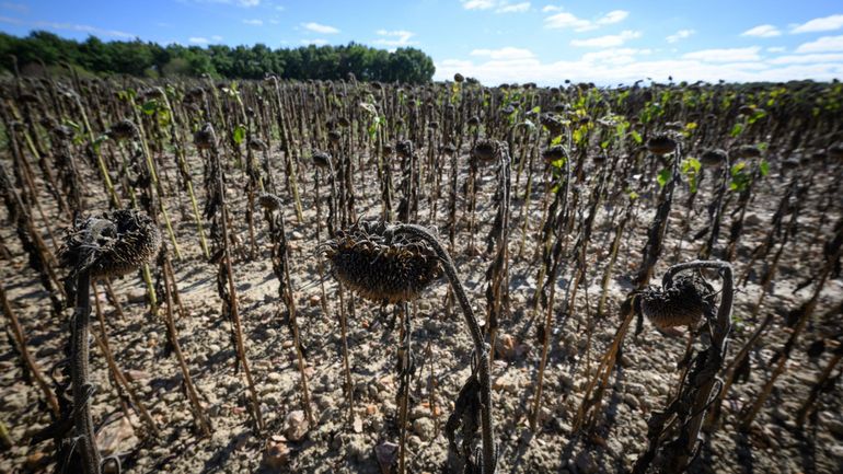 L'agriculture subit le contrecoup de la sécheresse et des guerres, les prix alimentaires aussi, selon la FAO